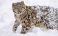 морда, снег, пятна, хищник, снежный барс, мех, ирбис, барс, дикая кошка, молодой, снежный леопард