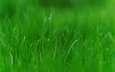 трава, природа, зелень, макро, ава