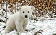 трава, снег, медведь, белый, детеныш, медвежонок, полярный