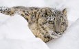 морда, снег, лежит, хищник, снежный барс, ирбис, барс, дикая кошка, снежный леопард