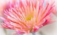 макро, цветок, лепестки, розовый, хризантема, ~dgh~, wisps of pink