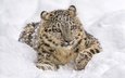 морда, снег, лежит, хищник, отдых, снежный барс, ирбис, барс, дикая кошка, снежный леопард