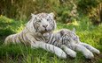тигр, трава, кошка, пара, отдых, белый тигр