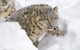 морда, снег, зима, смотрит, хищник, лапа, снежный барс, ирбис, зоопарк, дикая кошка, молодой, детеныш, снежный леопард