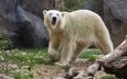полярный медведь, медведь, хищник, белый медведь, зоопарк