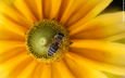макро, насекомое, цветок, пчела