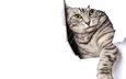 кот, кошка, бумага, серый, белый фон, лапа, полосатый