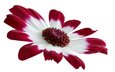 макро, цветок, лепестки, хризантема, бордово-белая