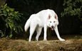 деревья, белый, собака, пес, северный инуит