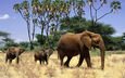 слон, африка, семья, слоны, детеныши, слонята