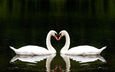 вода, озеро, отражение, сердце, птицы, любовь, романтично, два, лебеди, вместе, белые лебеди