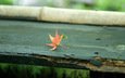 осень, лист, скамейка, кленовый лист