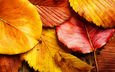 природа, листья, макро, осень, красные листья, желтые листья, осенние листья