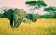 трава, природа, африка, прогулка, слоны, саванна