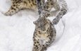 снег, зима, котенок, прыжок, движение, хищник, игра, малыш, бег, снежный барс, ирбис, зоопарк, дикая кошка, детеныш, снежный леопард