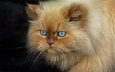 кот, мордочка, кошка, пушистый, черный фон, голубые глаза, персидская