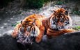 тигр, хищники, большие кошки, тигры