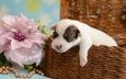 цветок, сон, собака, щенок, корзина, бусы, джек-рассел-терьер