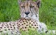 трава, взгляд, хищник, большая кошка, гепард, © tambako jaguar