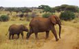 африка, уши, слоны, хобот, слоненок, бивни, танзания, мусаби, национальный парк серенгети