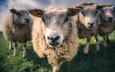морда, трава, утро, животные, луг, овцы, стадо, овца, бараны