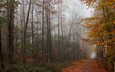 дорога, деревья, лес, парк, листва, осень, аллея