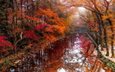 деревья, река, природа, осень