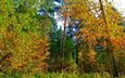 деревья, природа, лес, листья, пейзаж, парк, осень