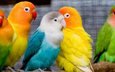 ветка, разноцветные, птицы, клюв, перья, попугаи, неразлучники