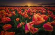 цветы, закат, поле, весна, тюльпаны