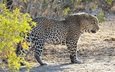 леопард, африка, кустарник, дикая кошка