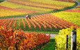 природа, виноград, пейзаж, осень, домик, виноградная лоза, виноградник