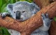 дерево, животные, мордочка, австралия, коала