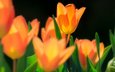 цветы, макро, поле, весна, тюльпаны, тюльпан