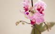 цветы, ветка, лепестки, розовый, орхидея, орхидеи