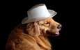 собака, друг, шляпа, золотистый ретривер