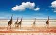 небо, облака, животные, африка, жираф, жирафы