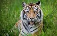 тигр, морда, трава, хищник, большая кошка, язык