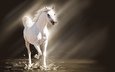 свет, арт, лошадь, вода, брызги, конь, белая