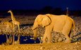 слон, африка, жираф, водопой, намибия, etosha national park
