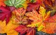 природа, листья, макро, разноцветные, осень, осенние