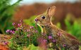 цветы, трава, животные, кролик, заяц
