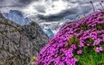 цветы, горы, австрия, альпы