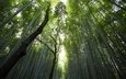 лес, стволы, вершины, бамбук, просвет, солнечный свет, бамбуковый