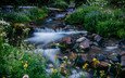 цветы, камни, ручей, вашингтон, национальный парк mount rainier, национальный парк маунт-рейнир, melody creek, маунт-рейнир