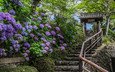 цветы, храм, лестница, япония, киото, гортензии