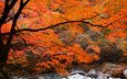 река, дерево, камни, лес, листья, ручей, осень