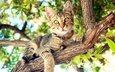 дерево, кот, кошка