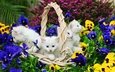 цветы, корзина, белые, кошки, котята