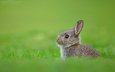 трава, кролик, заяц